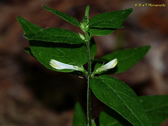 {Melampyrum lineare var. latifolium}
